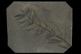 Fossil Pennsylvanian Horsetail (Asterophyllites) - France #114609-1